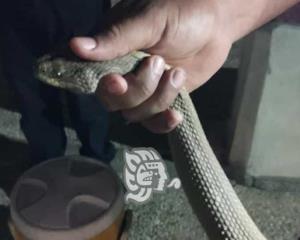 Más de 10 serpientes capturadas entre lirio y palotada de playas de Coatza