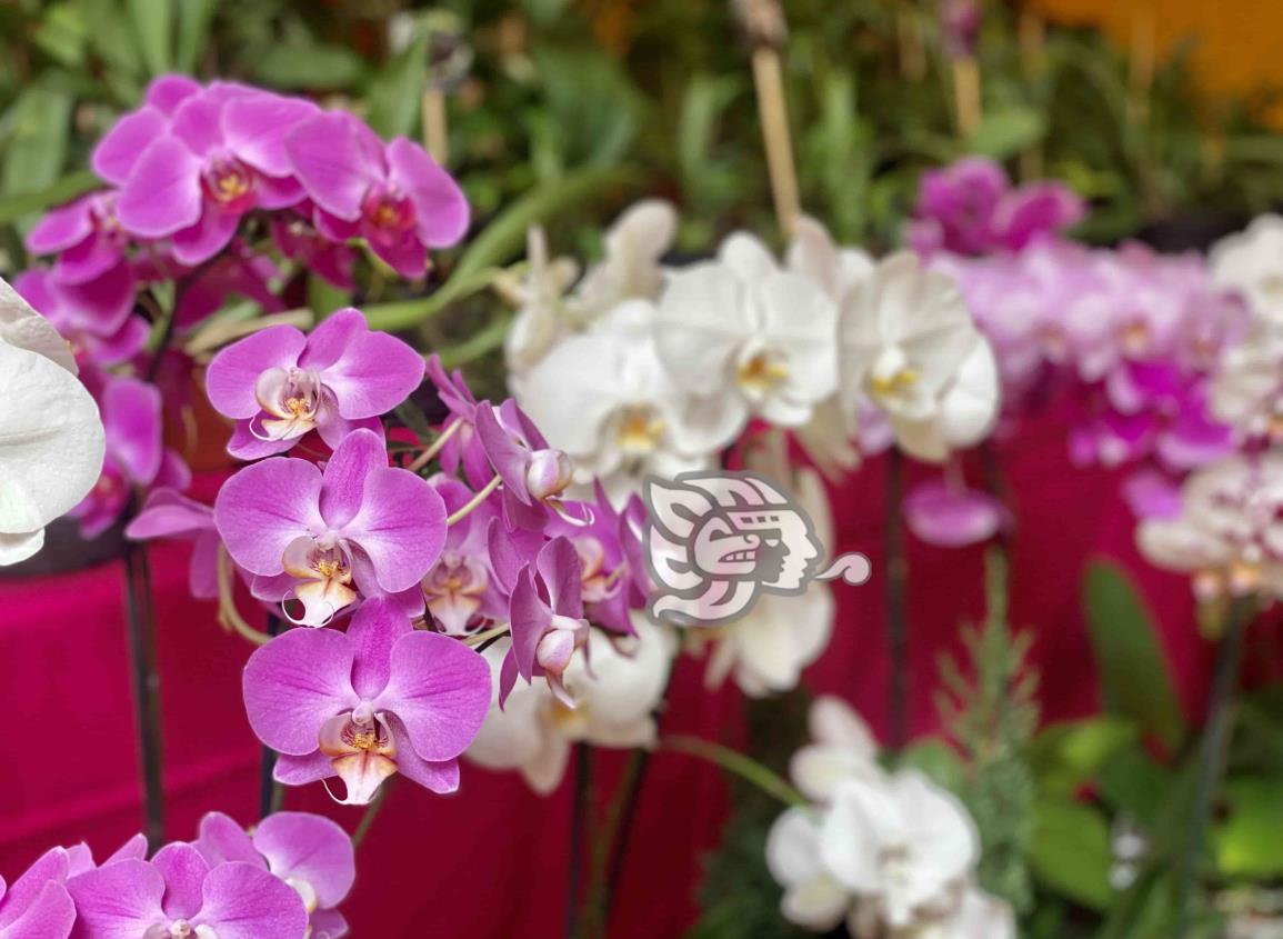 ¿Te gustan las orquídeas? No debes perderte esta Expoventa en Coatepec