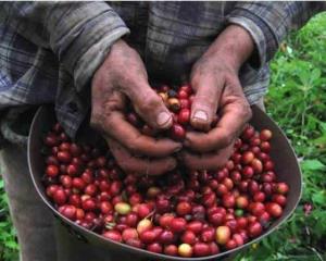 Mercado de café en Veracruz y México, con agricultura sostenible