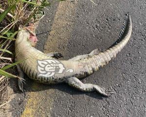 Encuentran cocodrilo muerto en la carretera Coatzacoalcos-Minatitlán