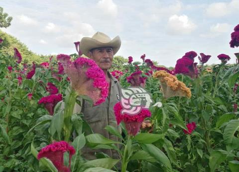 Flor de terciopelo aviva a Todos Santos