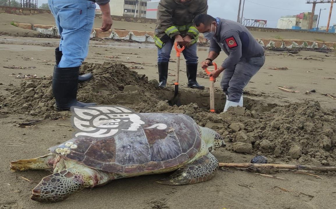 Encuentran a tortuga muerta en la playa de Coatzacoalcos