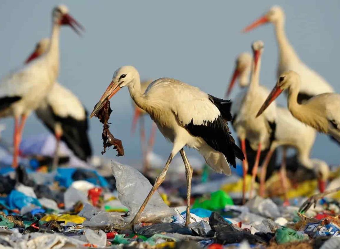 Cifras del plástico en España: más de un millón de toneladas inundan el Mediterráneo