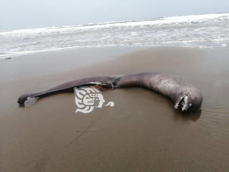 Aparecen otros 6 ejemplares marinos sin vida en playas de Coatzacoalcos