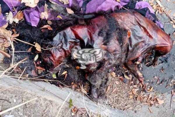 Farandulita-py - #OpatamaLaMundo;Mataron a un Luison En redes sociales  circulan imágenes de la supuesta de captura de un nahual en Veracruz, una  criatura aparentemente sobrenatural. De acuerdo a la mitología  prehispánica, plasmada