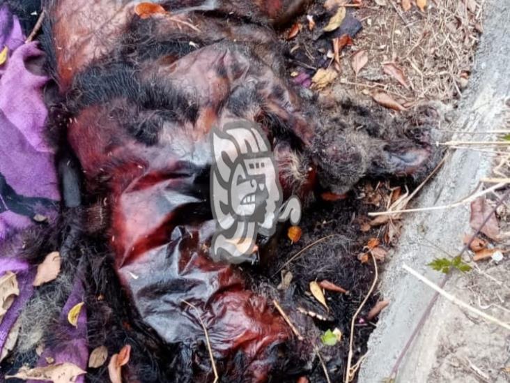 Farandulita-py - #OpatamaLaMundo;Mataron a un Luison En redes sociales  circulan imágenes de la supuesta de captura de un nahual en Veracruz, una  criatura aparentemente sobrenatural. De acuerdo a la mitología  prehispánica, plasmada