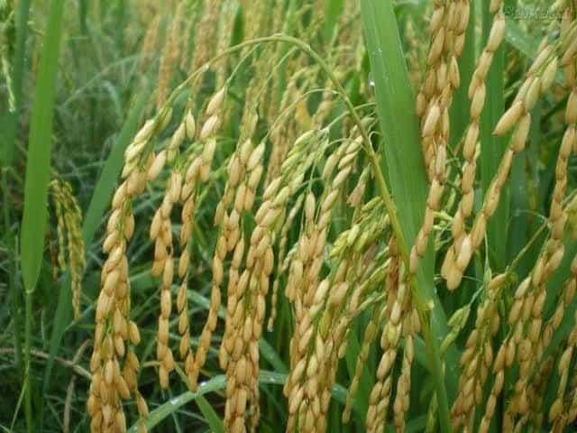 Preocupa a arroceros incremento al precio de fertilizantes