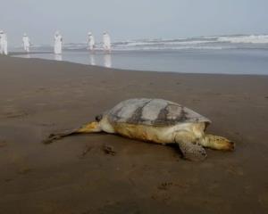 Hallan tortuga muerta en playa de Alvarado