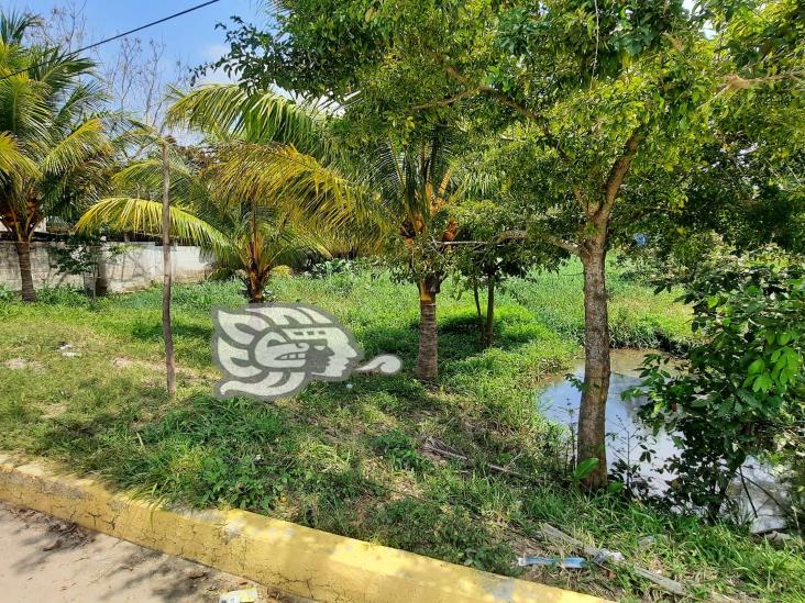 Estarían invadiendo zona de pantano y humedales en Agua Dulce