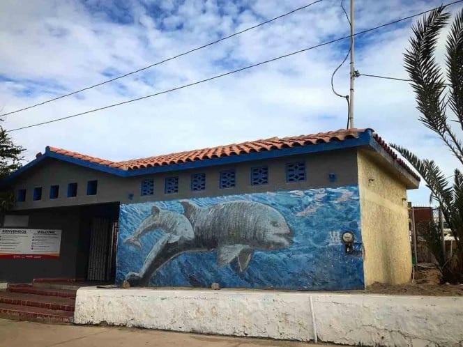 Órgano del T-MEC ordena abrir investigación a fondo contra México por vaquita marina