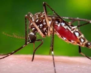 Hay 75 casos confirmados de dengue en Veracruz