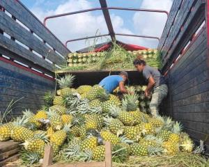 Veracruz, primer lugar en producción de piña a nivel nacional