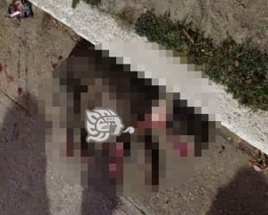Fallece pitbull en Minatitlán por ataque a machetazos