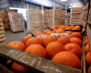 Veracruz, líder en producción de naranja en México