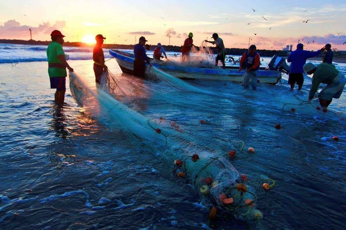 Aplican veda de camarón en Veracruz a fin de mes