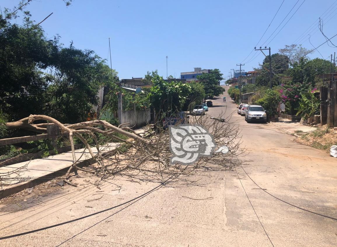 Vientos del sur tiran vetusto árbol en barrio de Acayucan