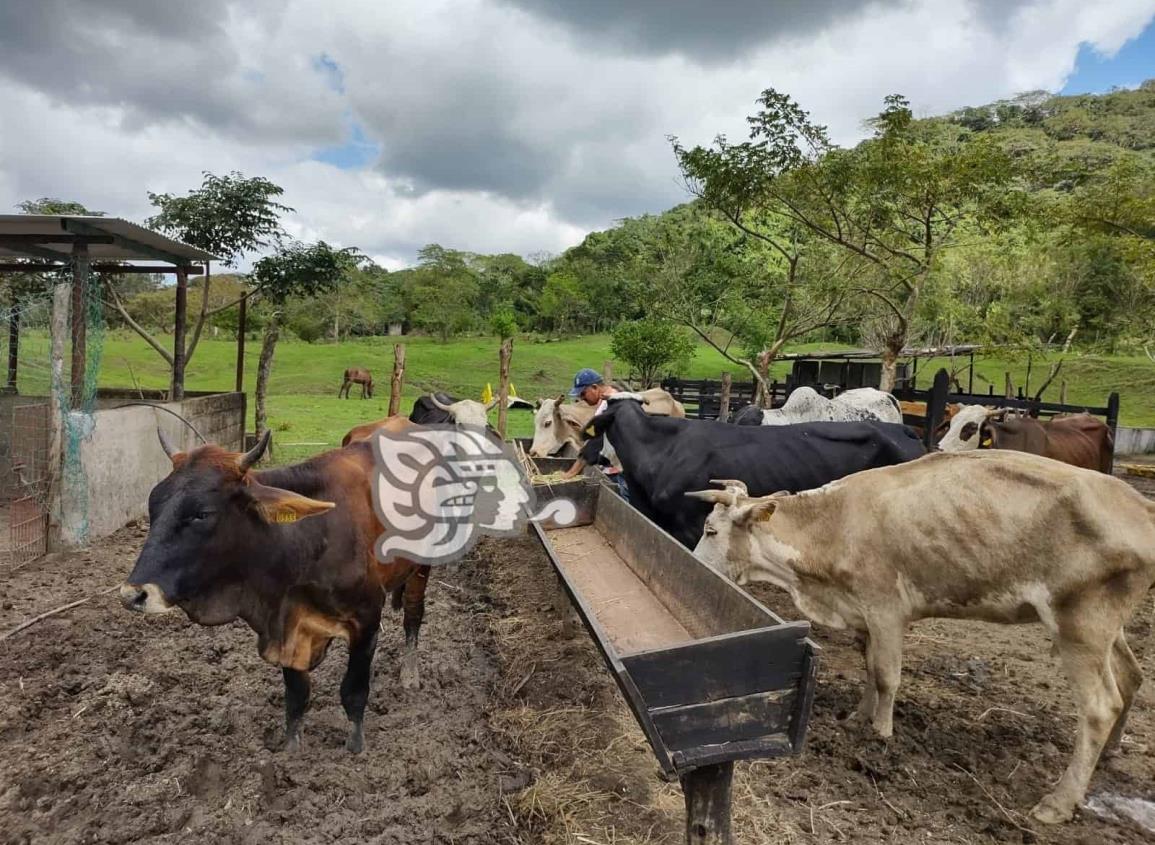 Estiaje golpea al sector ganadero en Moloacán 