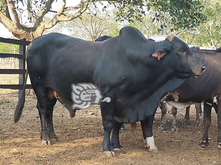 Mayoral pierde la vida tras ser embestido por un toro en Isla