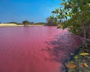 Laguna en Oaxaca se pinta de rosa
