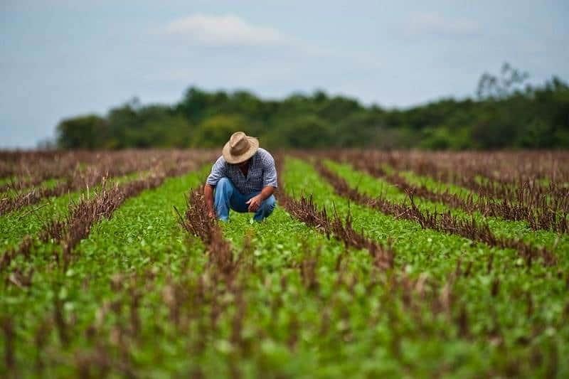 Productores de arroz buscan reactivar siembra en el sur de Veracruz