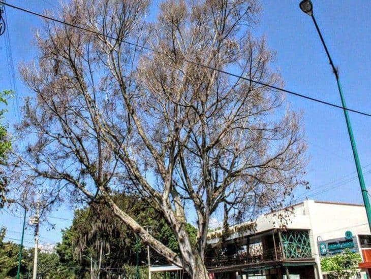 ¿Lo sabías? Este 28 de junio es el Día Mundial del Árbol