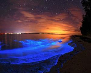 ¡De magia! El fenómeno de la bioluminiscencia en lagunas de Oaxaca