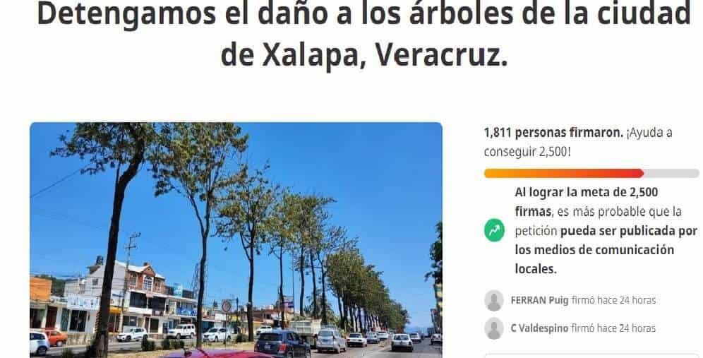 Piden en Change que Xalapa cancele poda “mutilante” de árboles
