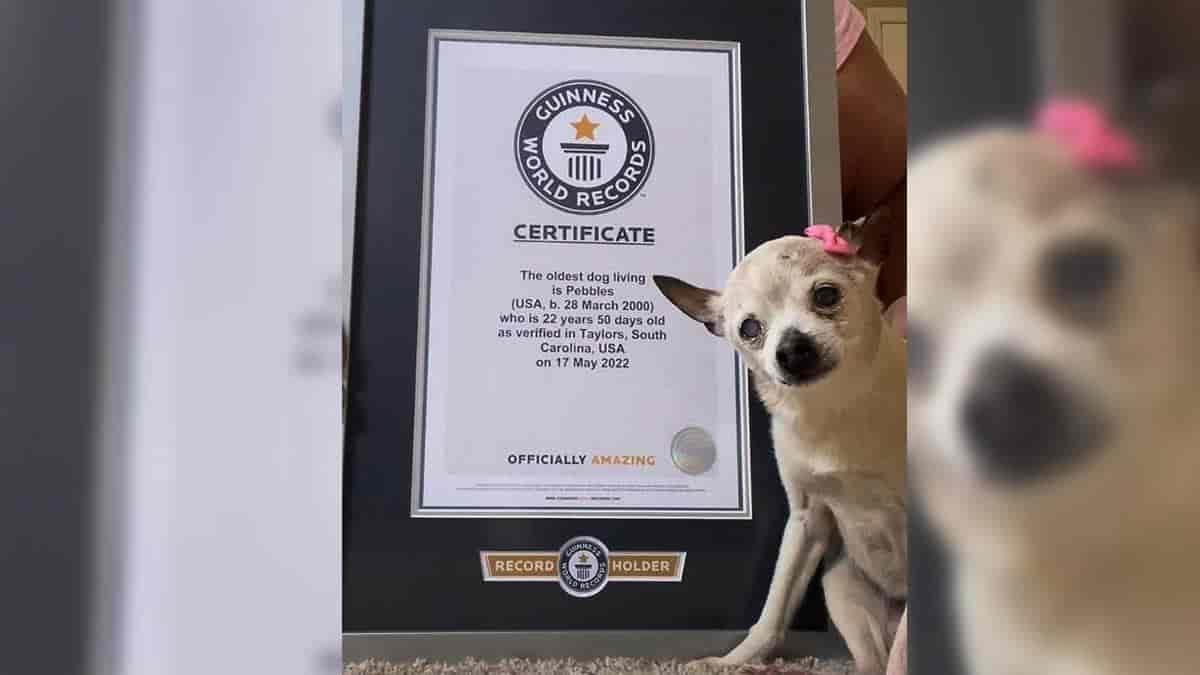 Muere Pebbles, la perrita más longeva del mundo, a los 22 años
