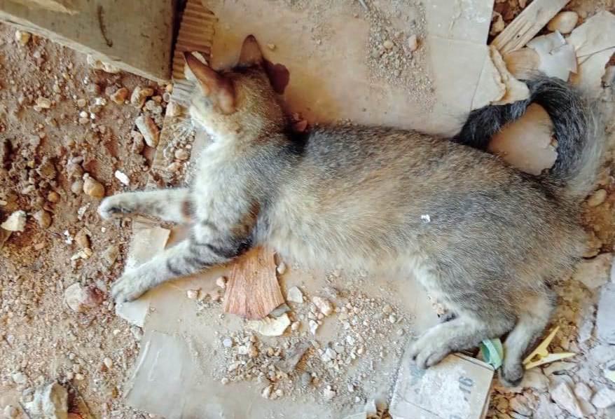 Muerte de mascotas alerta a vecinos de Cosoleacaque