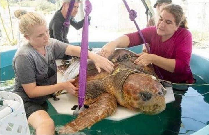 Rescatan a tortuga mordida por un tiburón en Miami; estaba embarazada
