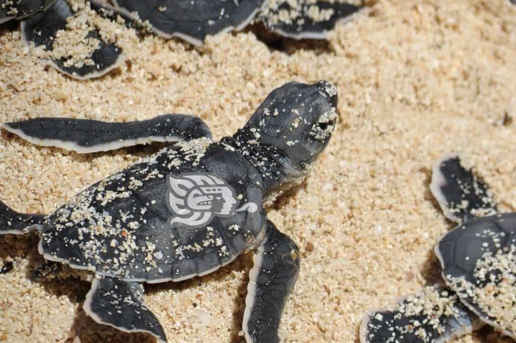 Liberan más de 100 tortugas en la costa de Agua Dulce