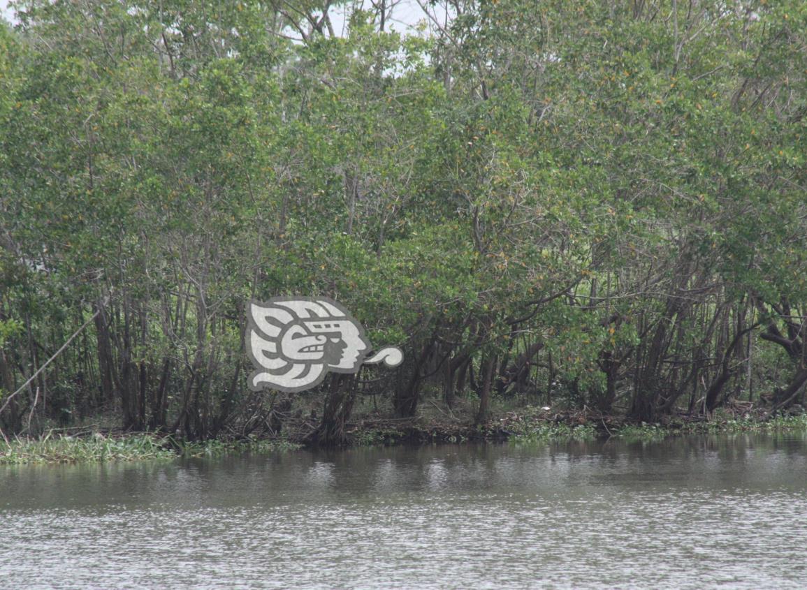 Encuentran en Agua Dulce especie de manglar que se creía extinta