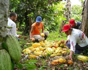 Ferrero de México buscará recuperar la siembra de cacao en Chiapas