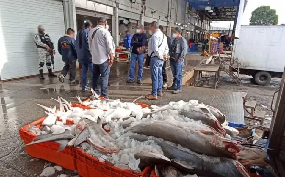 GN decomisa 800 kilos de carne de tiburón transportada de forma ilegal en la CDMX
