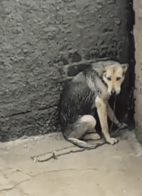 Denuncia maltrato animal de una perrita abandonada en una azotea en Tlalnepantla