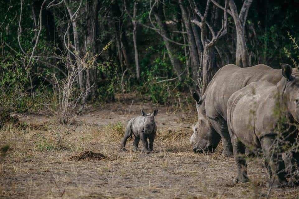 Rinocerontes regresan a Mozambique, tras 40 años de extinción
