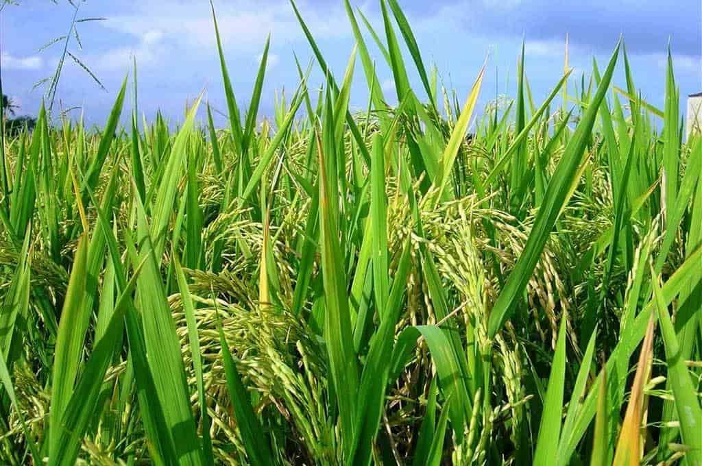 México aún no alcanza autosuficiencia alimentaria en producción de arroz: Díaz Hartz
