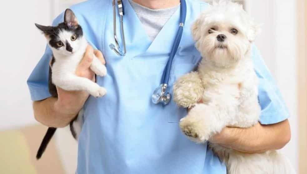 Asociación PATAS A.C invita a la semana de esterilización para mascotas a bajo costo