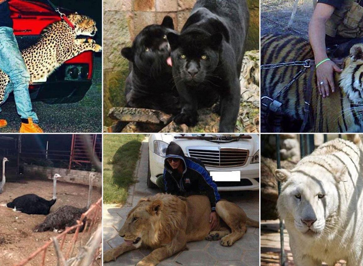 Los animales victimas del narco en México; lujo viviente