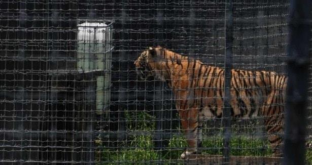 Llegan a Morelia 4 de los felinos maltratados en Black Jaguar-White Tiger