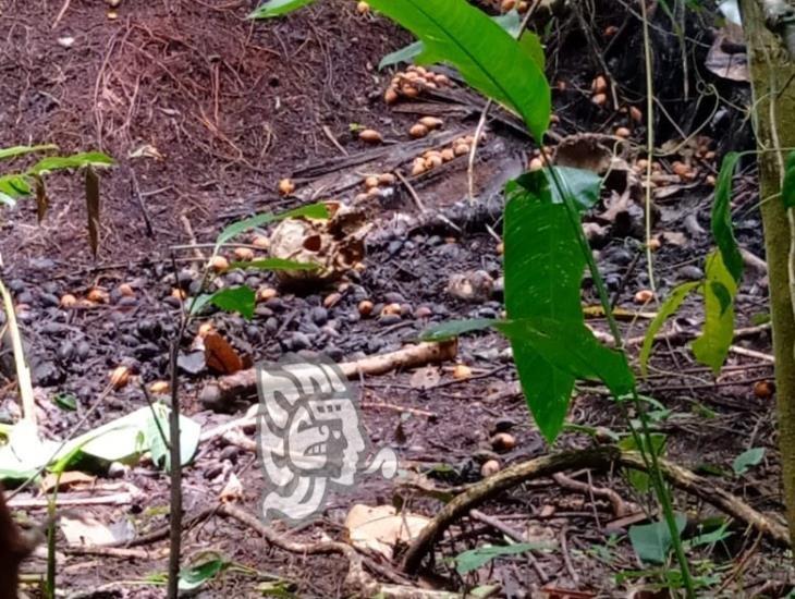 Localizan restos óseos en los límites de Moloacán y Las Choapas