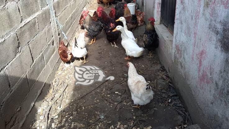 Suspenden entrega de pollos en Coatzacoalcos para prevenir gripe aviar