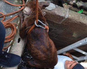 Rescatan dos perros de un pozo en Ixhuatlán del Sureste