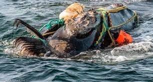 Más barcos en EU deberán reducir velocidad para salvar ballenas