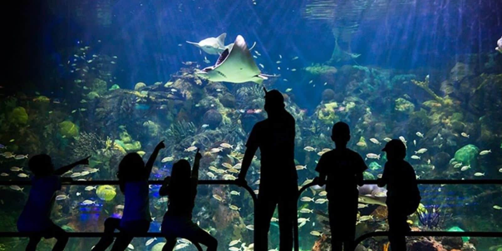 Aquarium quiere ser un Sea World ya no rescata especies, harán shows acuáticos, reclama Earth Mission