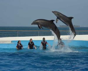 Sin show de delfines, así reciben a turistas en el Aquarium de Veracruz