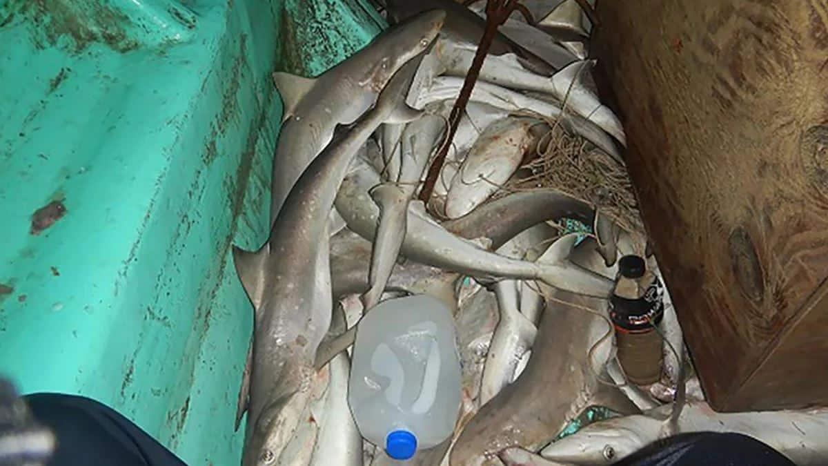 Cuatro mexicanos son arrestados en Texas por pesar de forma ilegal a 40 tiburones