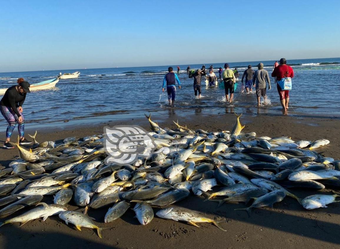 ‘Resucita’ actividad pesquera en Coatzacoalcos, reportan