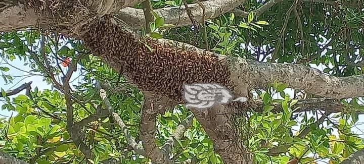 Resguardan panal de abejas en parque Juárez de Las Choapas