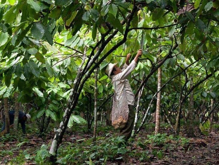 Cacao mexicano en peligro; se pierde hasta un 90% de producción al año